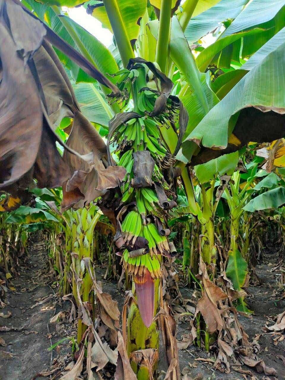 मोठा वाघोदा विजेच्या कमी दाबाचा व लपंडावाने शेतकरी हवालदिल वीज शाखा अभियंता पद रिक्त लाईनमन हाकतोय तारेवरची कसरत करीत