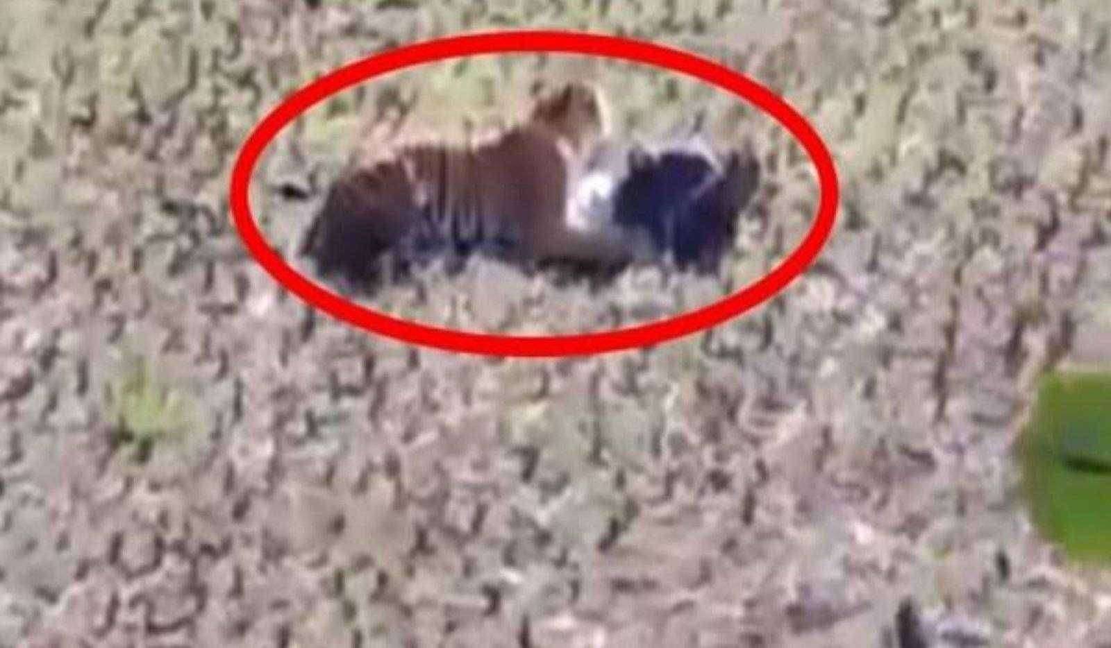 वाघाच्या हल्ल्यात बाम्हणगाव येथील शेतकरी ठार