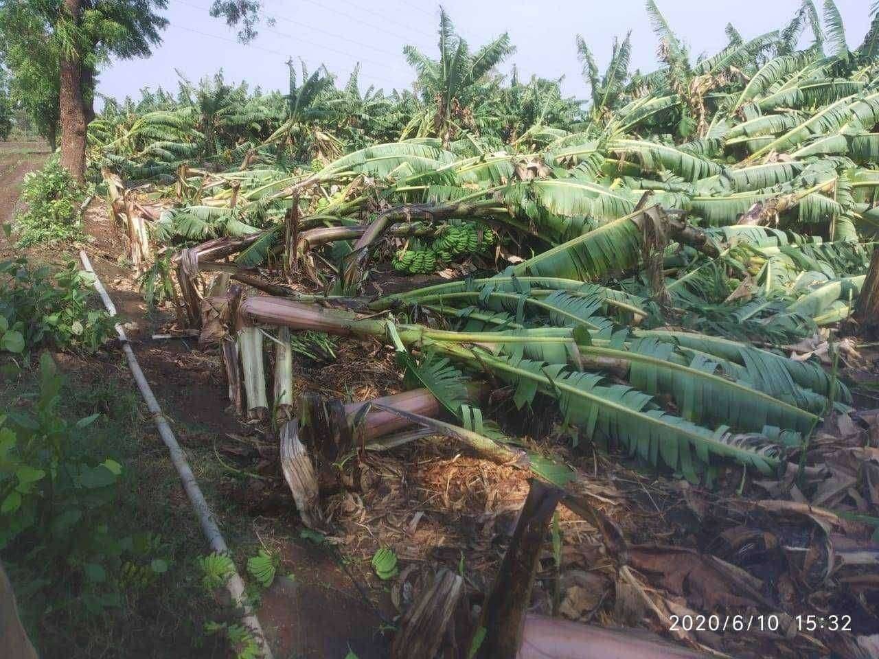 निंभोरा परिसरात चक्रीवादळामुळे केळी उत्पादकांचे लाखो रुपयांचे नुकसान. केळीसह मोठमोठी झाडे,वीज तारांसह खांब वाकले.