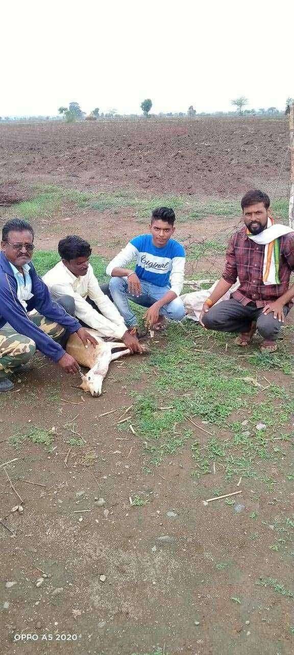 ममदापुर येथे नर जातीच्या हरणाला जीवदान!