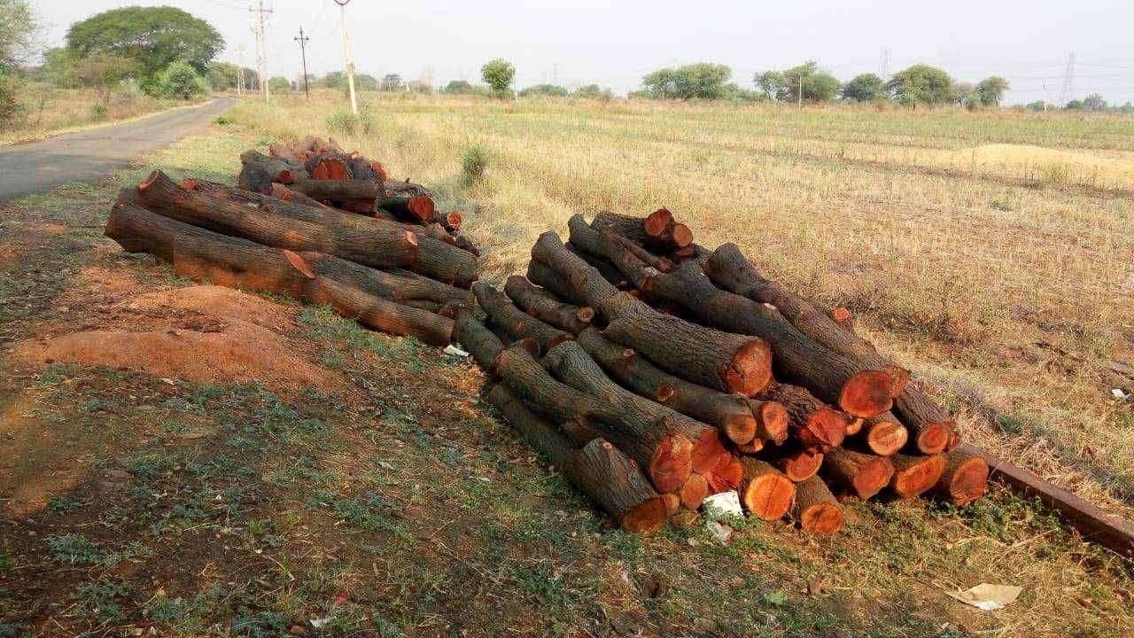 तालुक्यातील बाभूळ वने नष्ट होण्याच्या मार्गावर