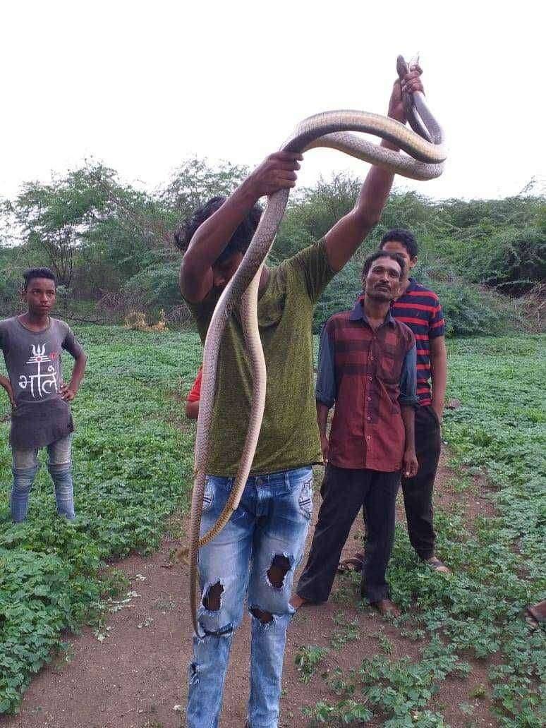 सर्पमित्र मयुर कदम याने पकडले धामण चे जोडपे 