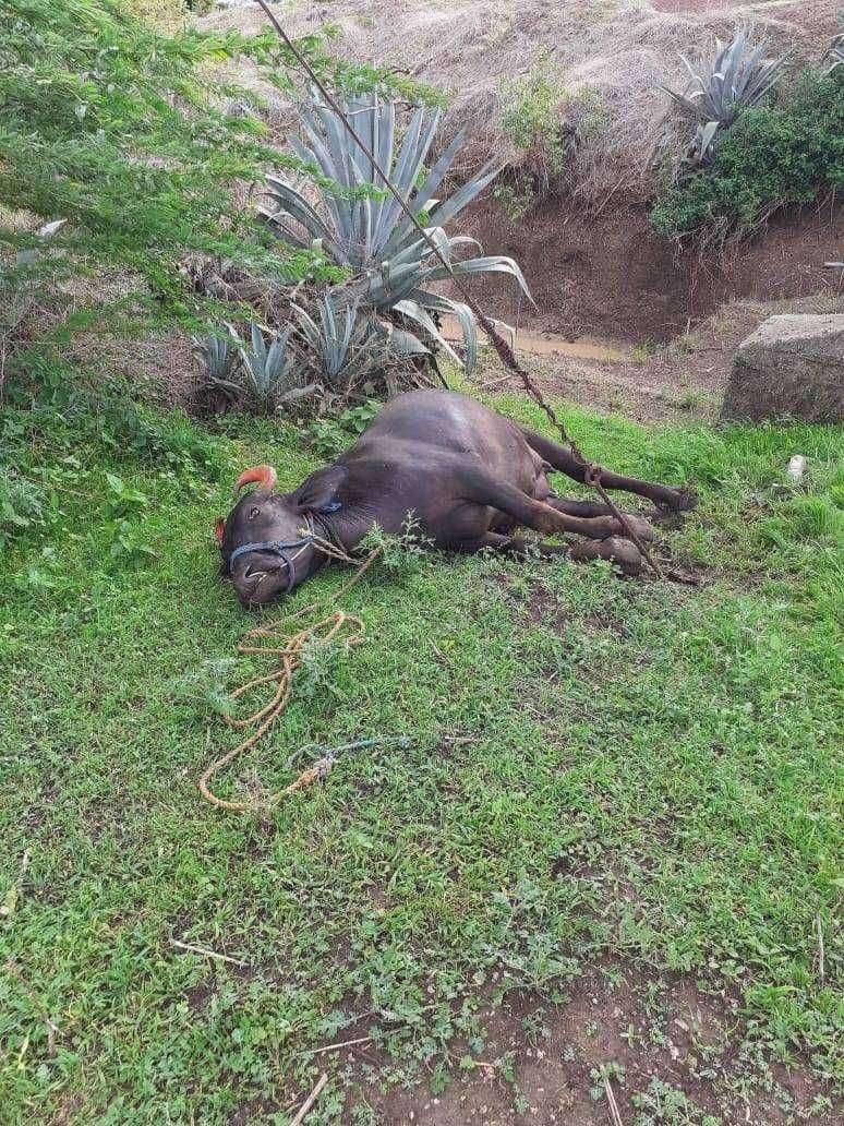 महावितरणच्या गलथानपणामुळे गंगापूर येथे अल्पभूधारकाची म्हैस मेली.