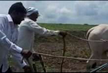 येवला पंचायत समितीचे सभापती कर्तव्यदक्ष प्रवीण गायकवाड यांनी शेतात जाऊन कासरा हातात घेऊन कोळपणी केली
