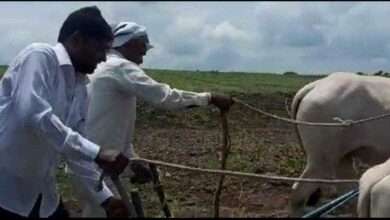 येवला पंचायत समितीचे सभापती कर्तव्यदक्ष प्रवीण गायकवाड यांनी शेतात जाऊन कासरा हातात घेऊन कोळपणी केली