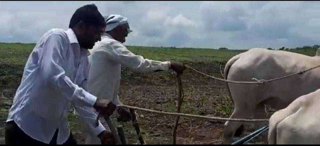 येवला पंचायत समितीचे सभापती कर्तव्यदक्ष प्रवीण गायकवाड यांनी शेतात जाऊन कासरा हातात घेऊन कोळपणी केली