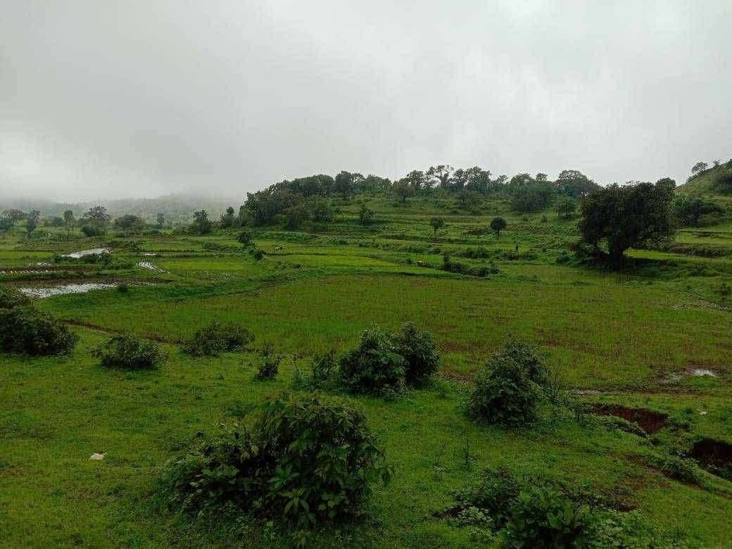 आंबेगाव तालुक्यातील पश्चिम भागात भात आवणी साठी पाऊसाची दाडी, ठराविक ठिकाणीच पाऊस पडतोय शेतात गाळ तयार करायला कसरत.