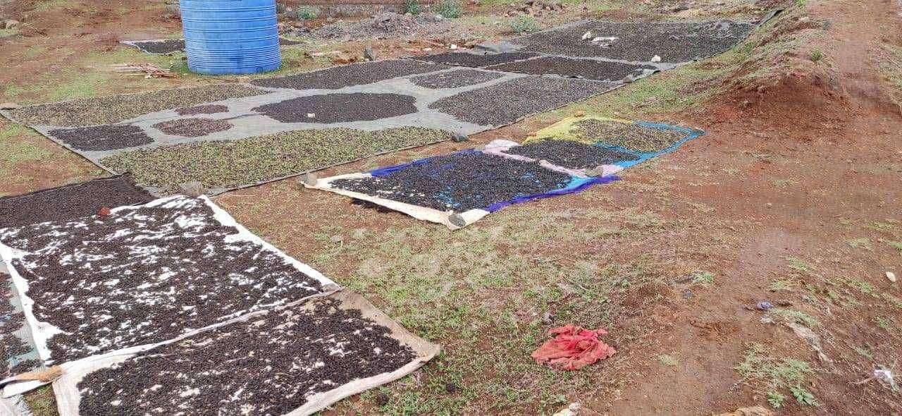 हिरड्या पाचशे रूपये हमीभाव दराने खरेदी करा बिरसा क्रांती दलाची पुण्याचे जिल्हाधिकारी नवलकिशोर राम यांच्याकडे मागणी