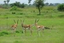 हरणाचा चारा पाण्याचा प्रश्न सुटला