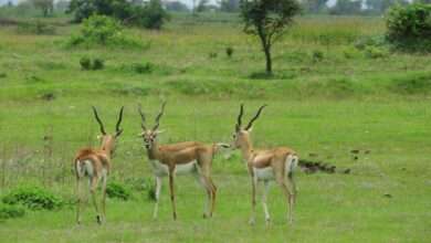 हरणाचा चारा पाण्याचा प्रश्न सुटला