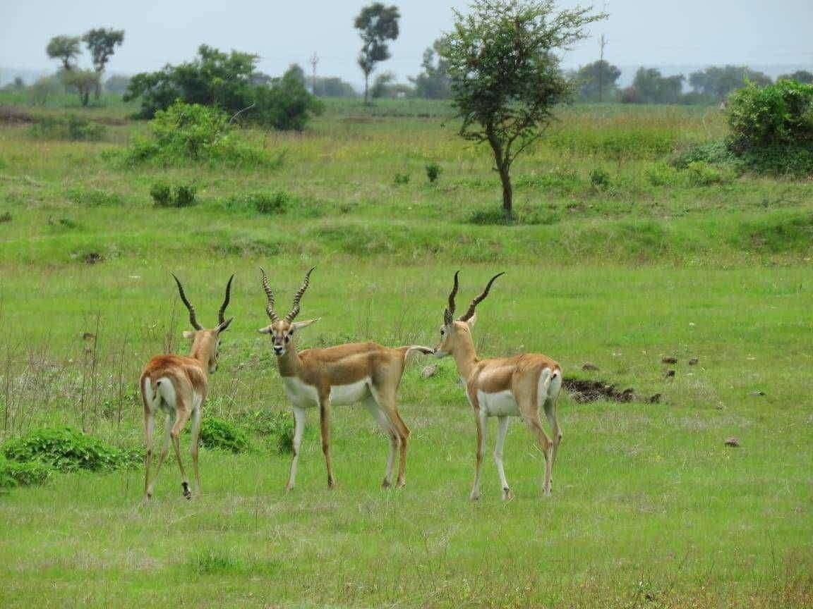 हरणाचा चारा पाण्याचा प्रश्न सुटला