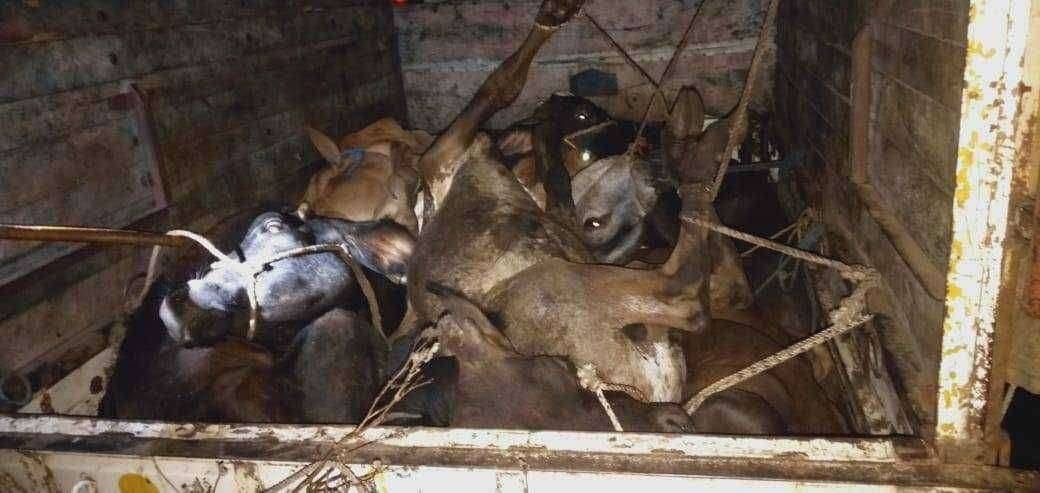 मा.आ.नितिनभाऊ पवार याच्यां कार्यकर्त्याकडुन गाई बैल, मुक्या जनावराचीं मुक्तता