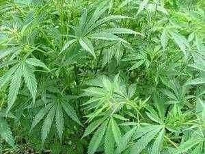 पुणे ग्रामीण पोलिसांच्या ATS कडून दोघांना अटक