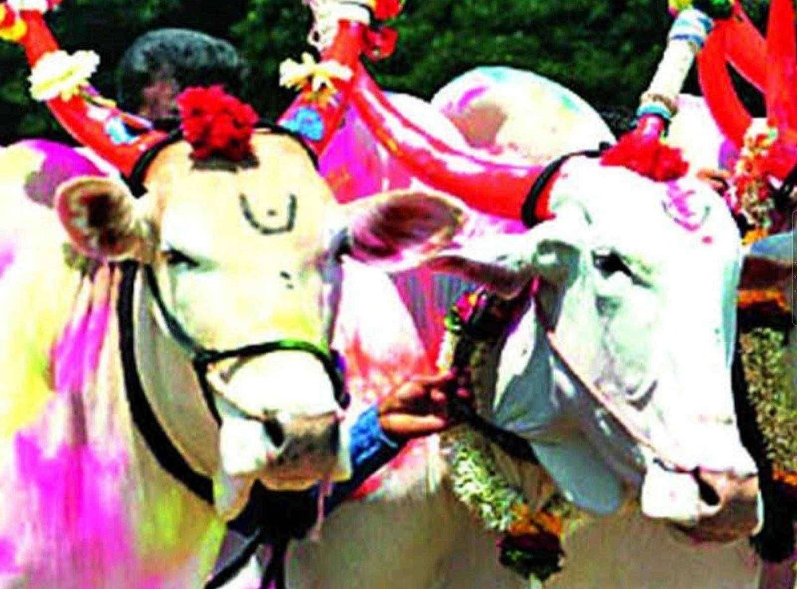 बैलपोळा सणावार कोरोनाचे सावट बैलपोळा सार्वजनिक न करता घरीच साजरा करा