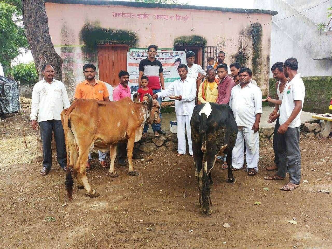 आमदळ येथे पशु वैद्यकीय शिबीर संपन्न