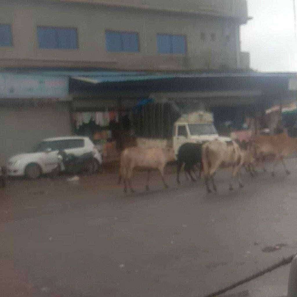 सुरगाणा शहरातील मोकाट जनावरांचा सुरगाणा नगरपंचायत यांनी बंदोबस्त करावा-भागवत राऊत(माजी सरपंच सुर्यगड)