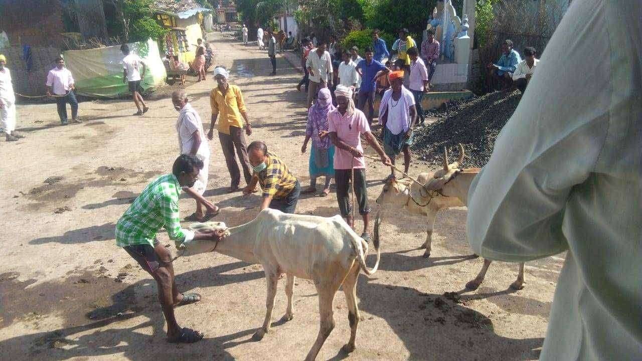 जनावरांना लपी स्क्रीनचा प्रादुर्भाव 23 आगस्ट धानोली इथे जनावरांनावर प्राथमिक उपचार