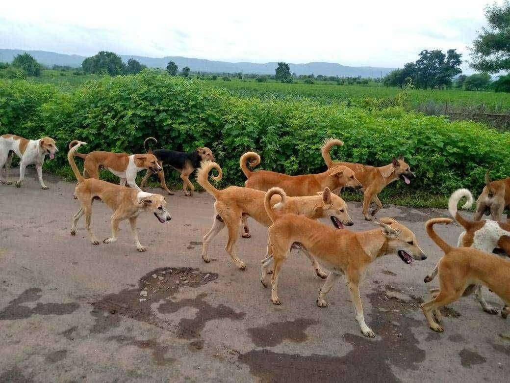 मोकाट कुत्र्यामुळे नागरिक भयभीत नगर पंचायातचे दुर्लक्ष,