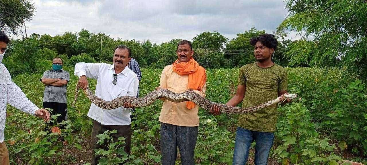 सर्पमित्र मयुर कदमने पकडला भला मोठा अजगर