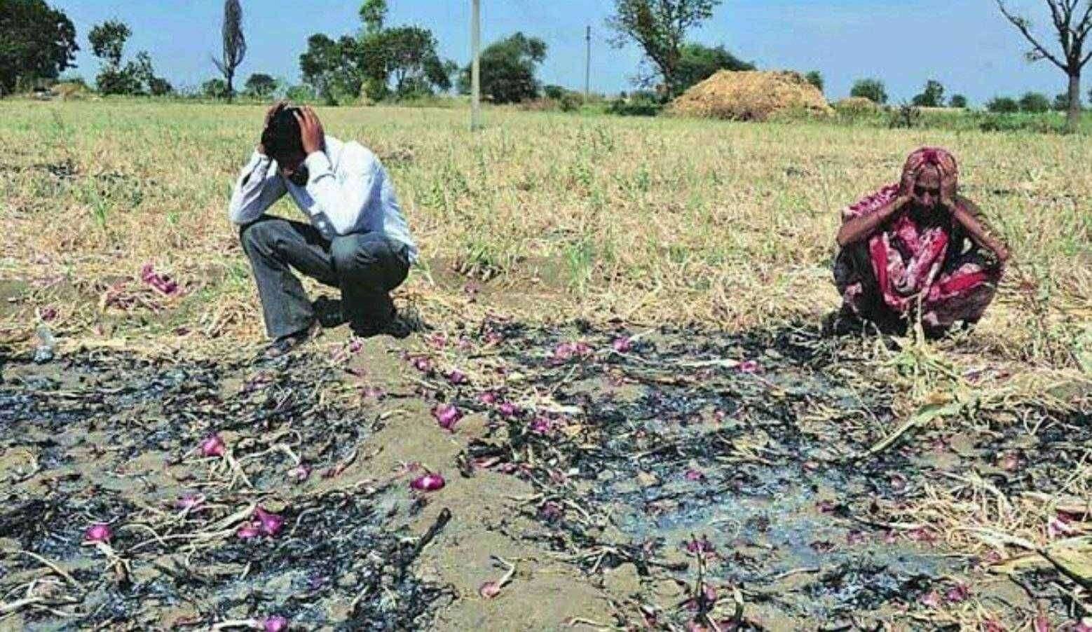 बारामती उपविभागात पावसाचा सोळा हजार एकरला फटका