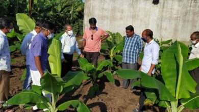 बांधावरील तणासाठी सामूहिक तणनाशक फवारल्यास सीएमव्हीचा अटकाव शक्य होण्यास मदत-डॉ के बी पाटील