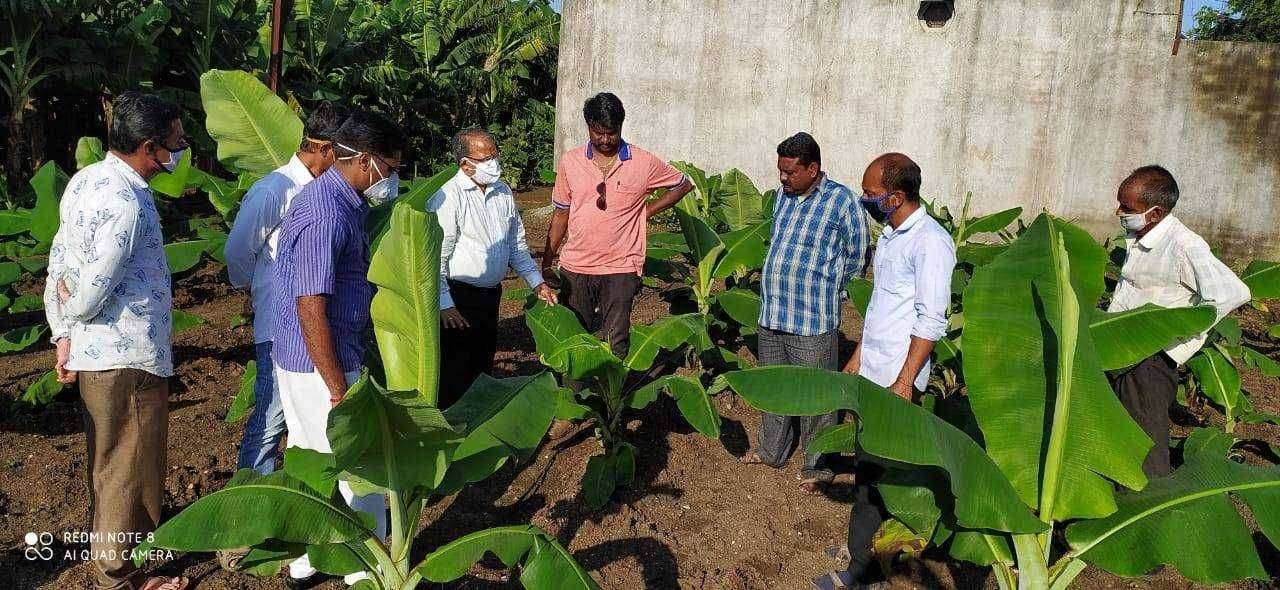 बांधावरील तणासाठी सामूहिक तणनाशक फवारल्यास सीएमव्हीचा अटकाव शक्य होण्यास मदत-डॉ के बी पाटील