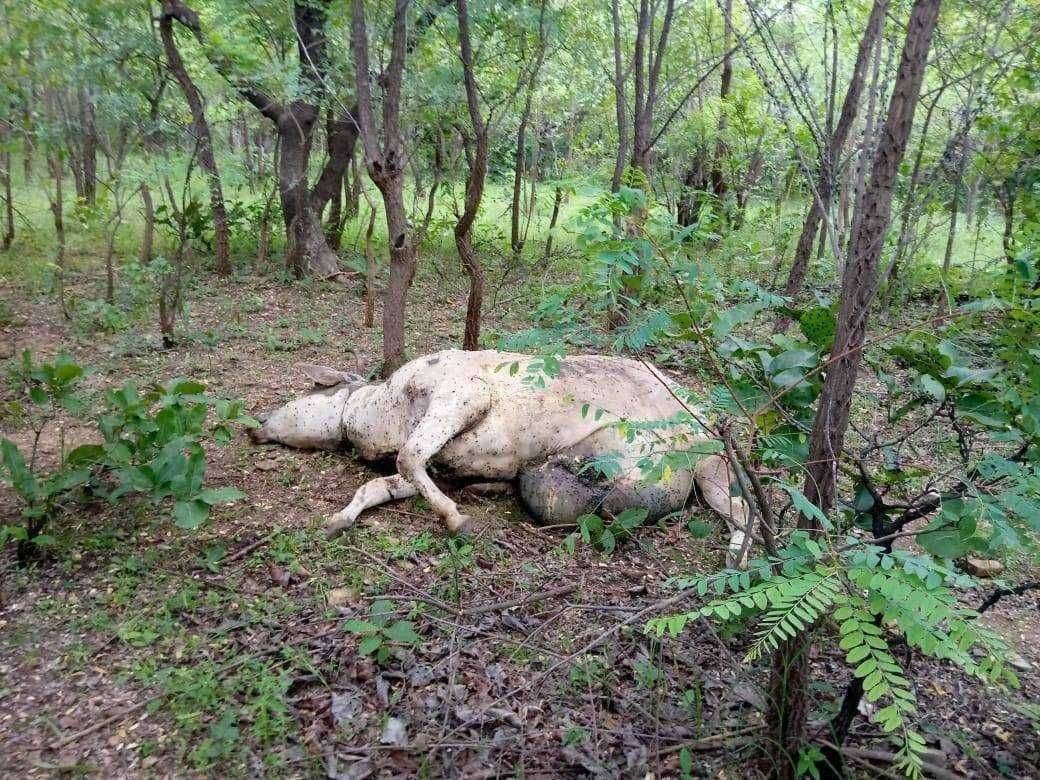 वाघाने अडविला शेतकऱ्यांचा रस्ता शेतकऱ्यांमध्ये भीतीचे वातावरण निर्माण झाले आहेत