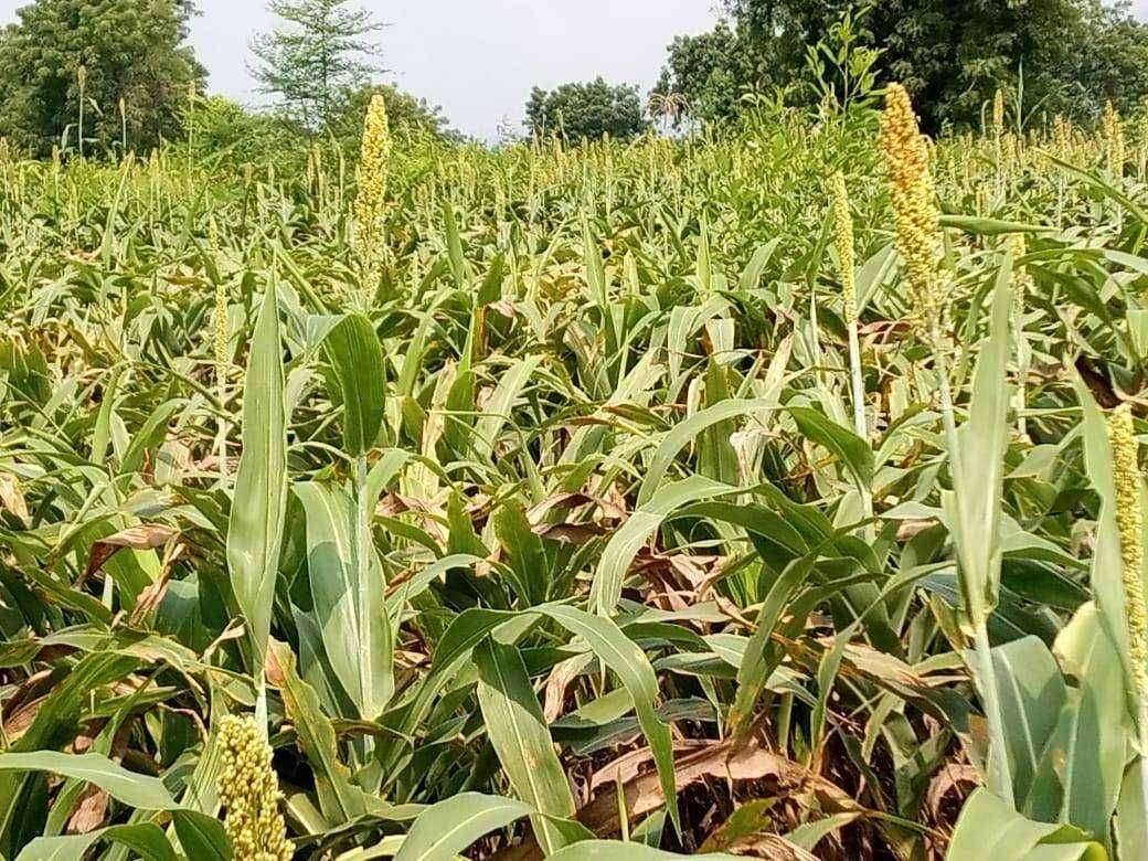 हायटेक कं.ज्वारीच्या बियाणाने शेतकऱ्यांची फसवणुक..पंचनामे होण्याची मागणी