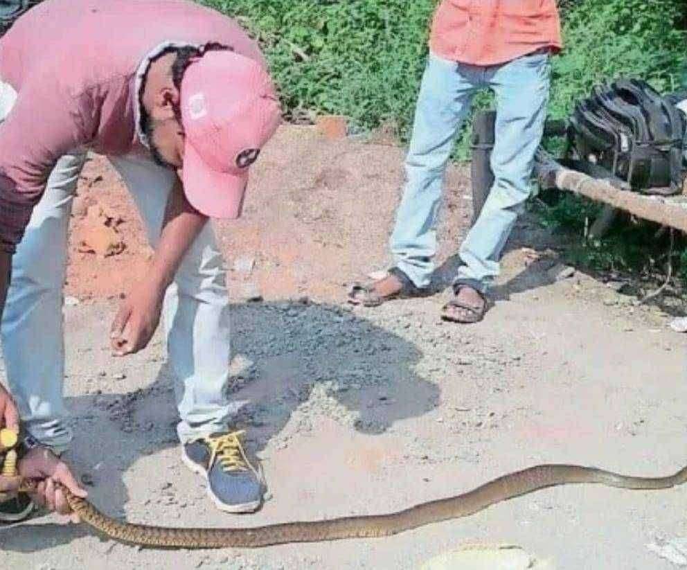 यावलला सर्पमित्रांकडून जखमी सापाला जीवदान ; योग्य उपचार केल्यानंतर सोडले अभयारण्यात