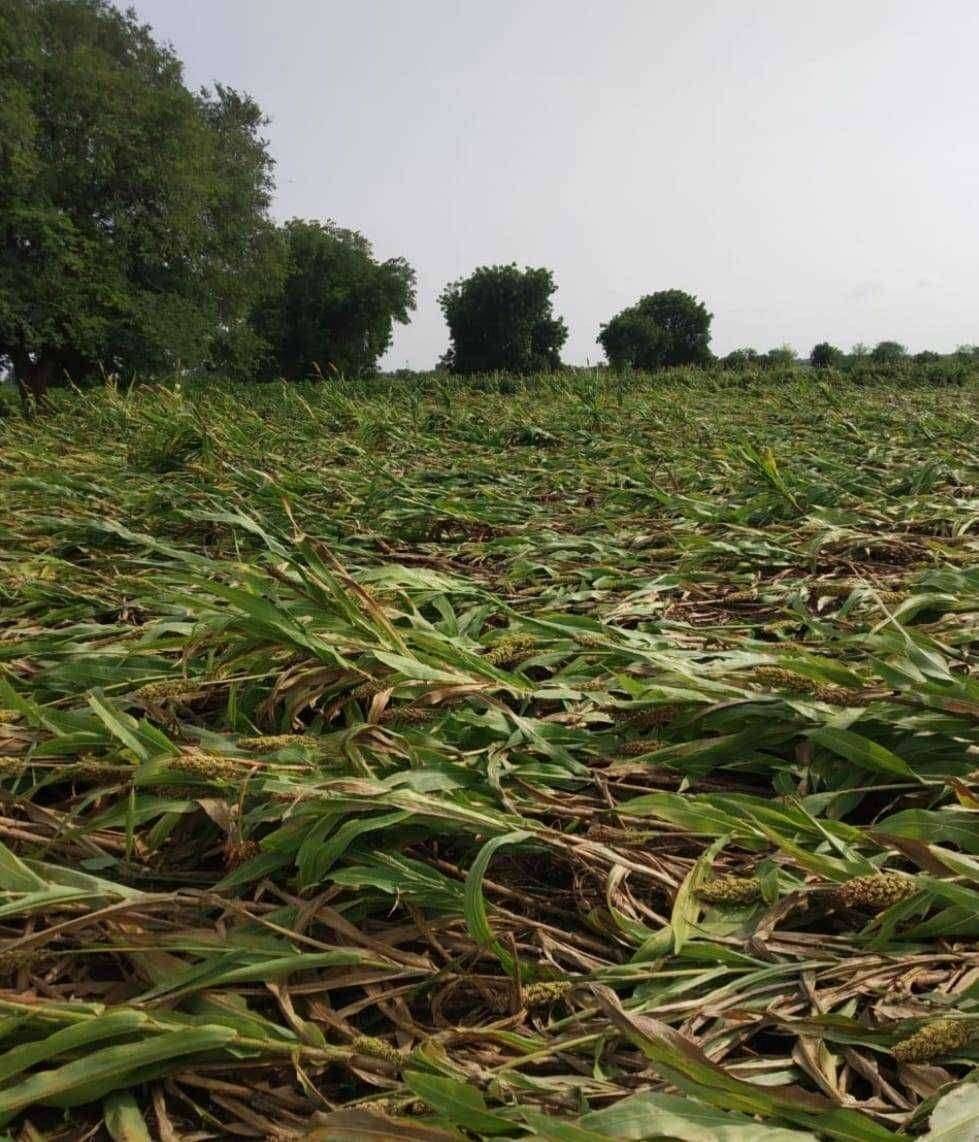अमळनेर तालुक्यात सततच्या वादळी पावसाने पिकांचे मोठे नुकसान... मागील वर्षीप्रमाणे यंदाही अतिवृष्टीने तोंडावर आलेला घास जाणार..