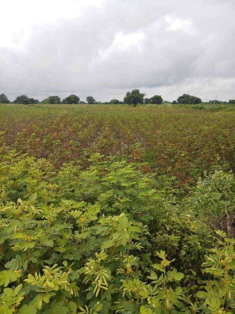 अतिवृष्टीने अमळनेर ग्रामीण भागातील शेतकर्‍यांचा तोंडचा घास पळविला