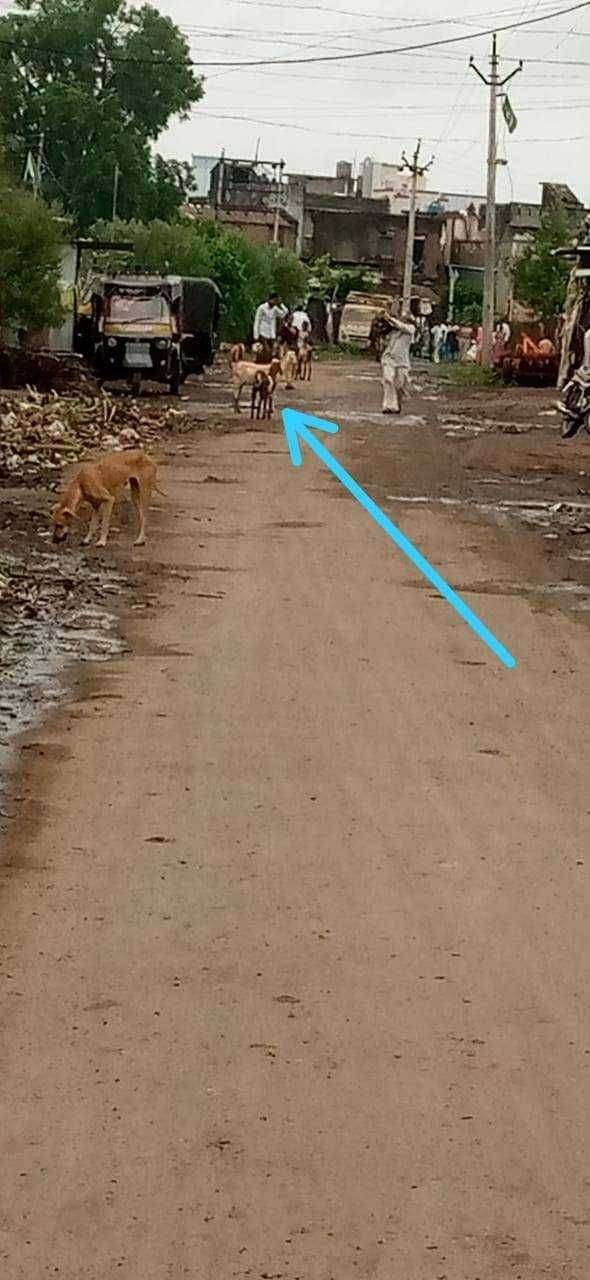 खिर्डी खु येथे मोकाट जनावरांचा बंदोबस्त करावा वाहन धारकांची मागणी .