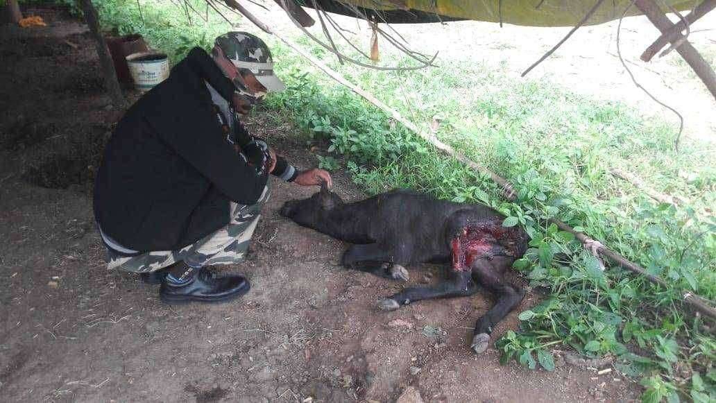 पंढरपूर तालुक्यांमध्ये खेड भोसे येथे बिबट्याचा धुमाकूळ