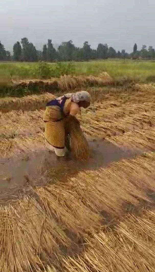 ?️  डोळ्या देखत भात पिक वाया गेल्याने महिलेला अश्रू झाले अनावर..