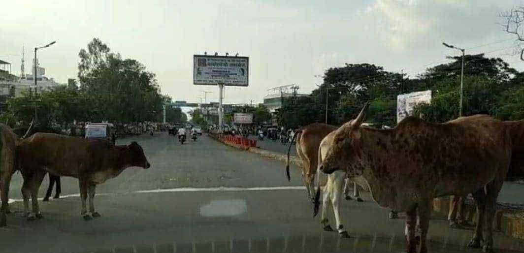 महानगरपालिका क्षेत्रातील मुख्य रस्त्यावरील गोमातासह मोकाट जनावरांचा बंदोबस्त करावा.