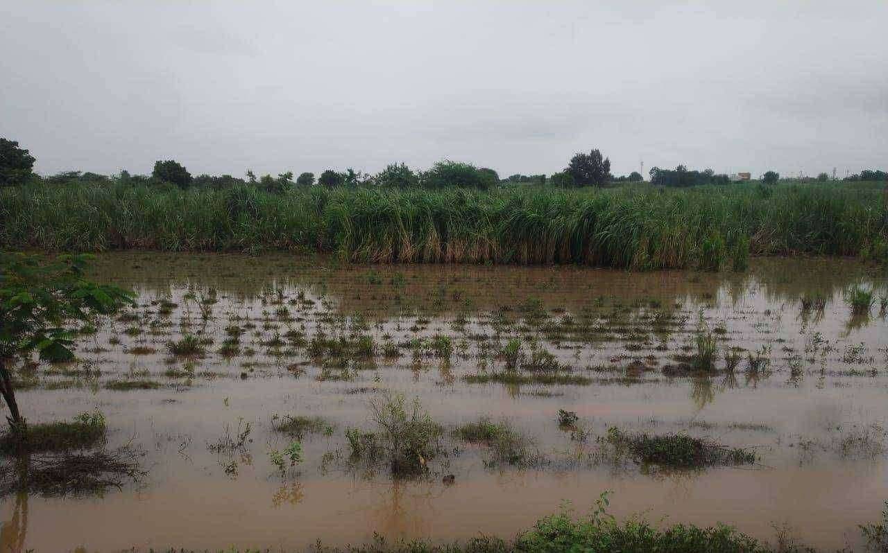 अतिवृष्टी झाल्याने ओला जाहीर करुन आर्थिक मदत करावी.