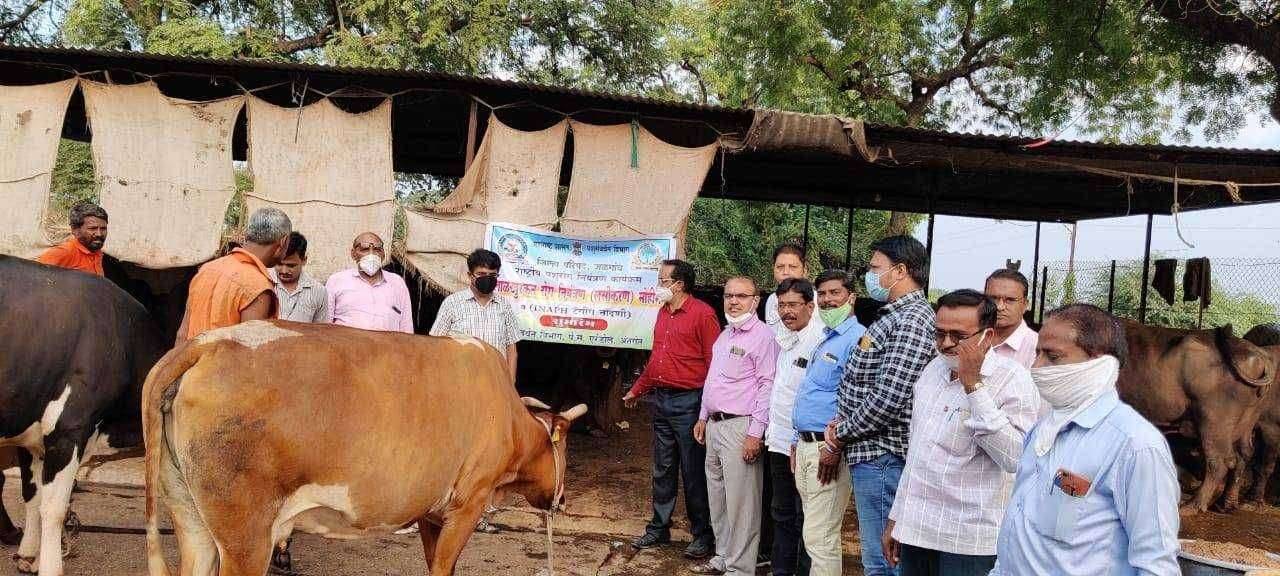राष्ट्रीय पशुरोग नियंत्रण कार्यक्रम,अंतर्गत लाळखुरकत रोगाचे समुळ उच्चाटन करण्यासाठी रोगप्रतीबंधक लसीकरणाचा एरंडोल येथे शुभारंभ