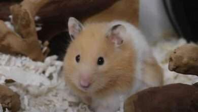 ? Breaking..कोरोनाव्हायरसवरील भारतातील पहिला प्राणी अभ्यास अंतिम टप्प्यात.. आयुष मंत्रालय