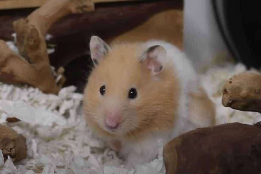 ? Breaking..कोरोनाव्हायरसवरील भारतातील पहिला प्राणी अभ्यास अंतिम टप्प्यात.. आयुष मंत्रालय