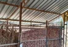 खामखेडा येथे कांदा चाळी तुन कांदा चोरीस गेल्याने भीतीचे वातावरण देवळा तालुक्यात कांदाचोरीचे सत्र वाढल्याने कांदा उत्पादक शेतकरी हैराण झाला आहे.