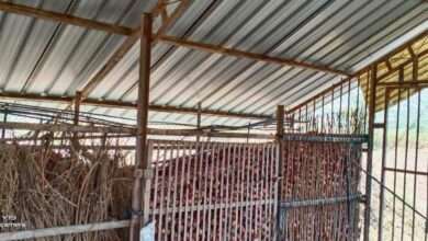 खामखेडा येथे कांदा चाळी तुन कांदा चोरीस गेल्याने भीतीचे वातावरण देवळा तालुक्यात कांदाचोरीचे सत्र वाढल्याने कांदा उत्पादक शेतकरी हैराण झाला आहे.