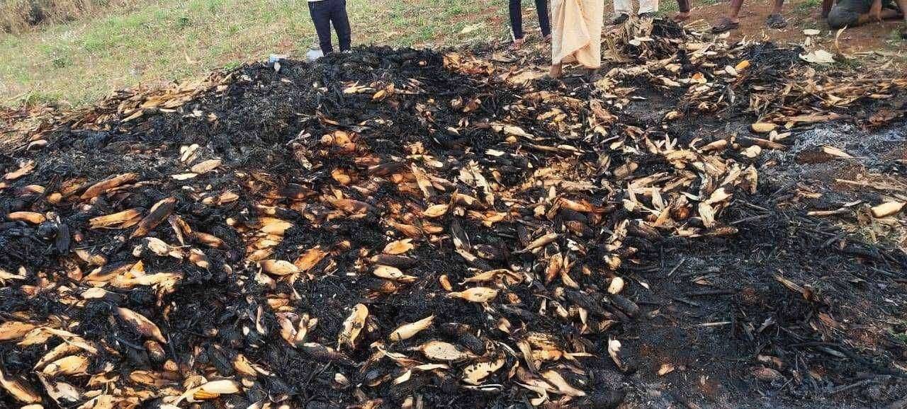 नांदगाव तालुक्यातील घुगे यांच्या शेतात अज्ञात इसमाने लावली मकाला आग..