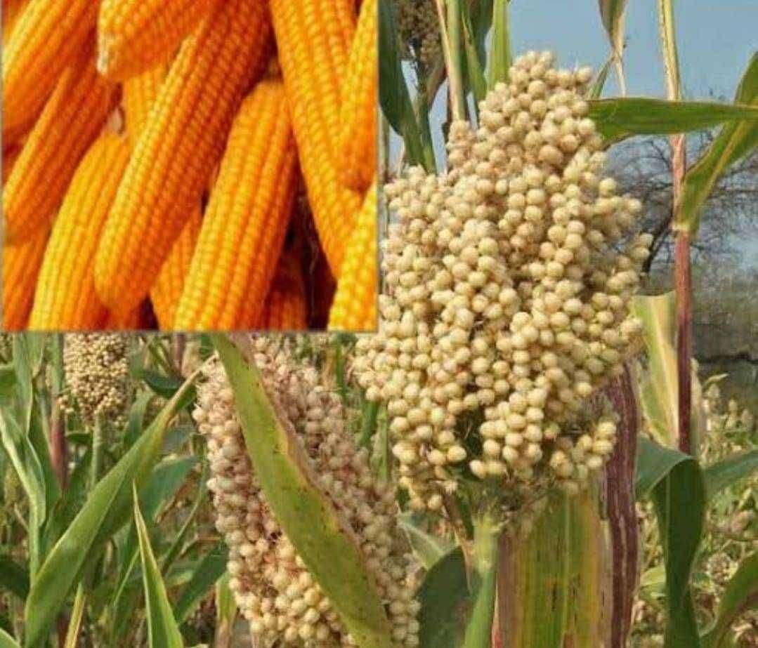 चोपडा तालुक्यात भरड धान्य विक्रीसाठी ऑनलाइन नोंदणी..