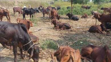 धुळ्यात अवैधपणे जनावरांची वाहतूक करणाऱ्यांचा सुळसुळाट..