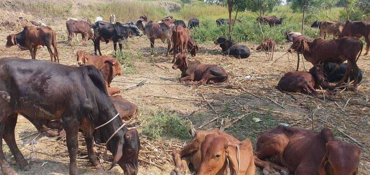 धुळ्यात अवैधपणे जनावरांची वाहतूक करणाऱ्यांचा सुळसुळाट..