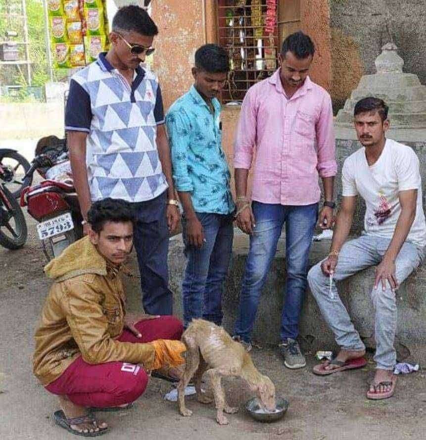 रोगराईला व दुर्धर आजाराला बळी पडलेल्या श्वानांवर अमळगावचे तरुण करताहेत यशस्वी उपचार…. भूतदया असलेल्या भाजपा युवा मोर्चाच्या स्तुत्य उपक्रमाचे सर्वत्र कौतुक…