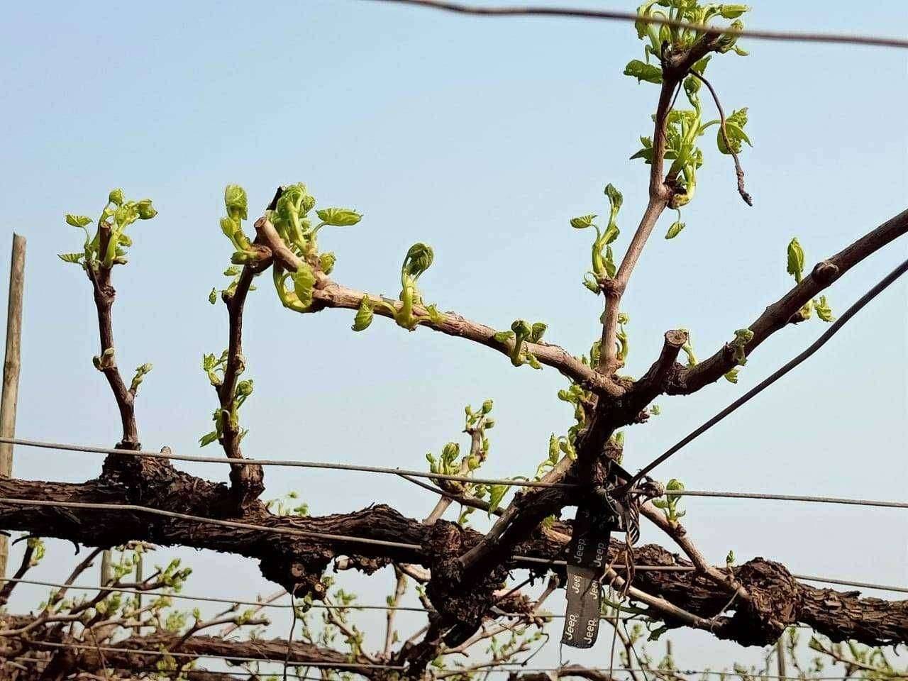 संकटात सापडलेल्या शेतकऱ्यास खोडसाळ अज्ञात समाजकंटकाने पाण्याच्या टाकीत तणनाशक टाकल्याने द्राक्षबागेचे नुकसान दीड एकरवर नुकसान शेतकऱ्याची वणी पोलिसात तक्रार