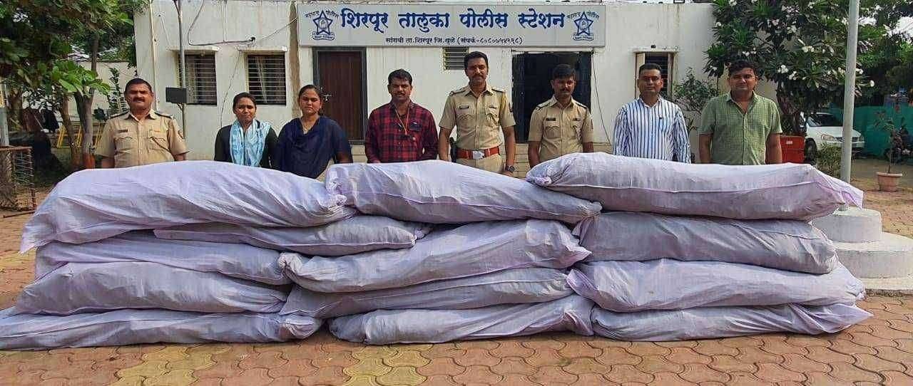 शिरपूर तालुक्यातील उमरदा येथे पोलिसांनी टाकलेल्या छाप्यात 14 लाख रुपयांचा ओला गांजा जप्त