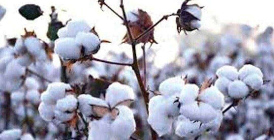 जिल्ह्यातील चार शेतकऱ्यांचा १३० क्विंटल कापूस घेऊन ट्रकचालक रफूचक्कर