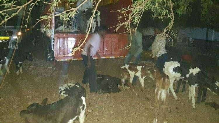 इंदापूर येथे कुरेशी गल्लीतील कत्तलखान्यावर पोलीसांचा छापा 3 लाख 62 हजार रूपयांचा मुद्देमाल जप्त